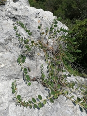 Capparis orientalis