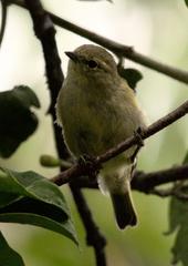 Sylviparus modestus