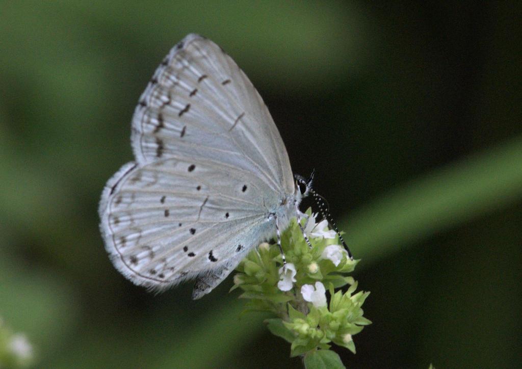 Silvery Hedge Blue