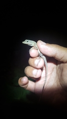 Anolis