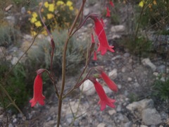 Penstemon lanceolatus