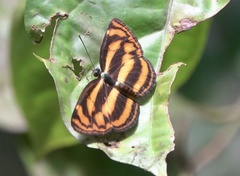 Lasippa tiga siaka