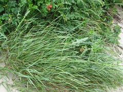 Elymus × obtusiusculus