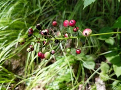 Actaea × ludovicii