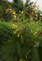 Manniophyton fulvum image