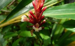 Renealmia longifolia