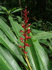 Renealmia longifolia