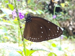 Euploea eunice