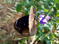 Euploea eunice