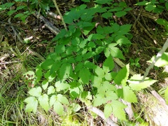 Actaea × ludovicii