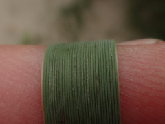 Elymus × obtusiusculus