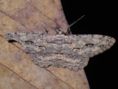 Geometridae