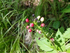 Actaea × ludovicii