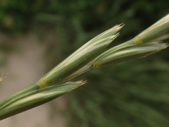 Elymus × obtusiusculus
