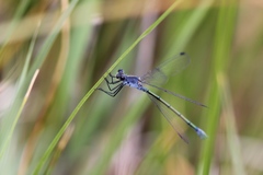 Lestes macrostigma