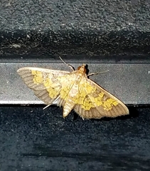 Diacme elealis