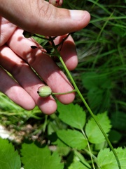Actaea × ludovicii