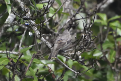 Edolisoma tenuirostre