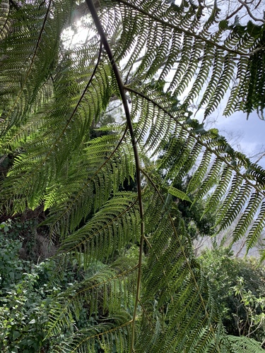 Sphaeropteris cooperi