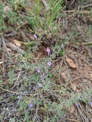 Hedeoma drummondii