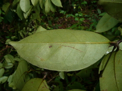 Cassipourea nialatou