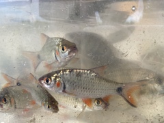 Systomus orphoides