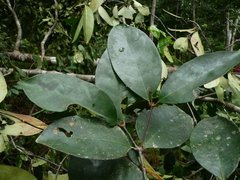 Cassipourea nialatou