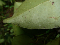 Cassipourea nialatou