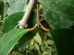 Cassipourea nialatou