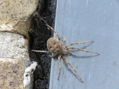 Larinioides sclopetarius