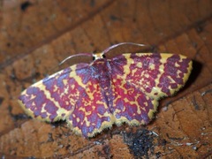 Chrysocraspeda vinosa