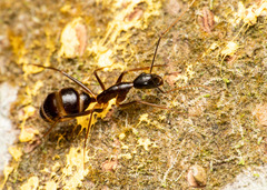 Camponotus carin