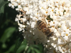 Apis mellifera