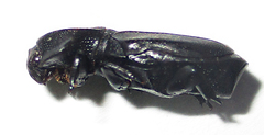 Lecanoderus