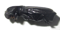 Lecanoderus