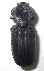 Lecanoderus