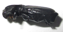 Lecanoderus