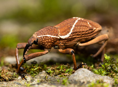 Cryptoderma formosense