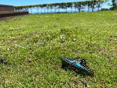 Graphium doson postianus