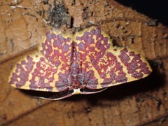 Chrysocraspeda vinosa