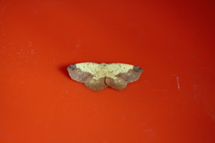 Antepione thisoaria
