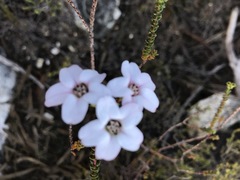 Adenandra brachyphylla