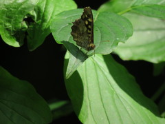 Pararge aegeria