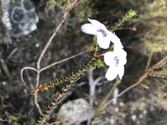 Adenandra brachyphylla