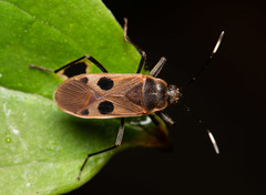 Physopelta fusciscutellata