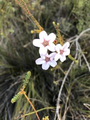 Adenandra brachyphylla