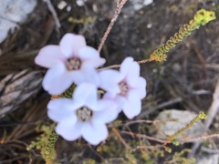 Adenandra brachyphylla