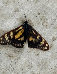 Baronia brevicornis brevicornis