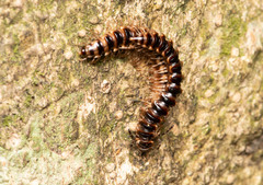 Chamberlinius hualienensis