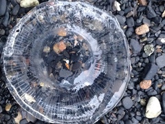 Aequorea victoria
